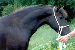 *Fronarth Marianne